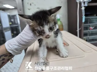 한국 고양이 사진
