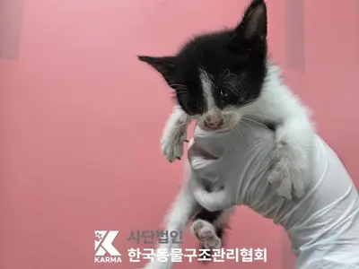 한국 고양이 사진