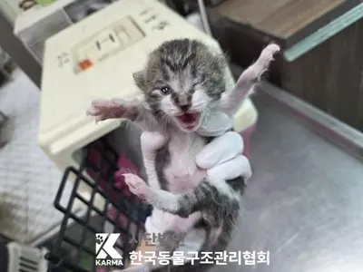 한국 고양이 사진
