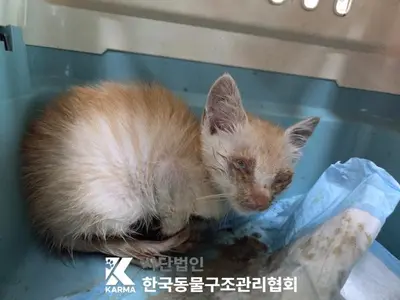 한국 고양이 사진