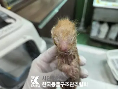 한국 고양이 사진