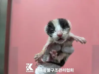 한국 고양이 사진