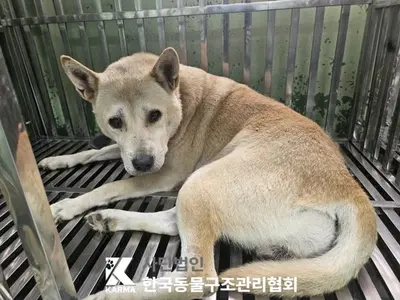 믹스견 사진