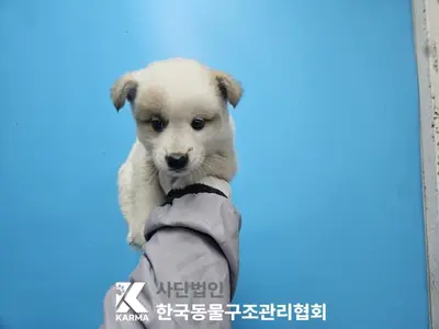 믹스견 사진