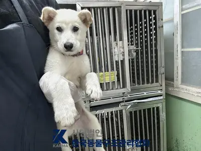 믹스견 사진