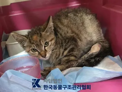 한국 고양이 사진