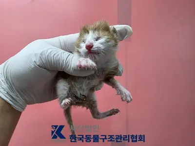 한국 고양이 사진