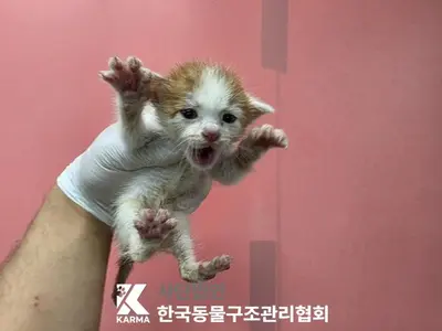 한국 고양이 사진