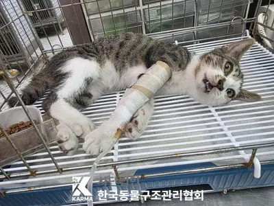 한국 고양이 사진