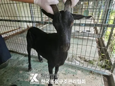 기타축종 사진