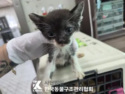 한국 고양이 사진