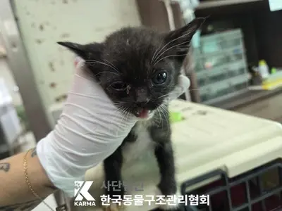 한국 고양이 사진