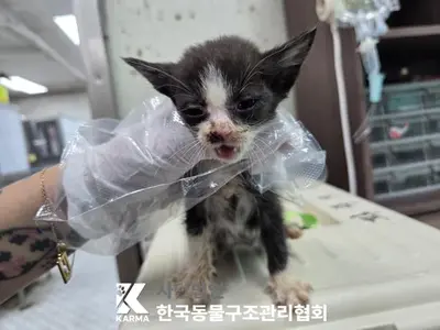 한국 고양이 사진