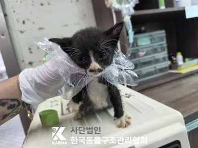 한국 고양이 사진