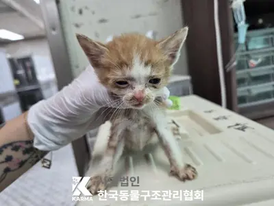 한국 고양이 사진