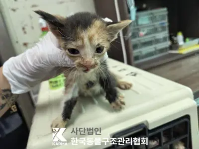 한국 고양이 사진