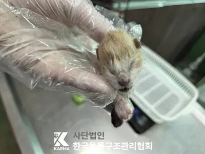 한국 고양이 사진