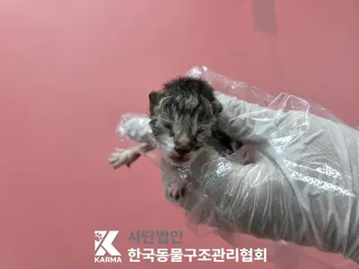 한국 고양이 사진
