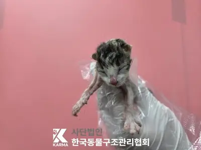 한국 고양이 사진