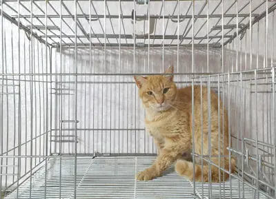 한국 고양이 사진