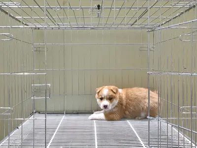 믹스견 사진
