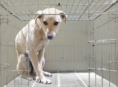 믹스견 사진