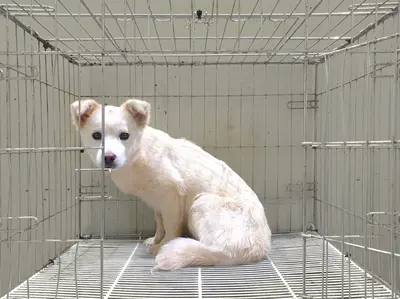 믹스견 사진