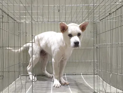 진도견 사진