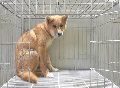 진도견 사진