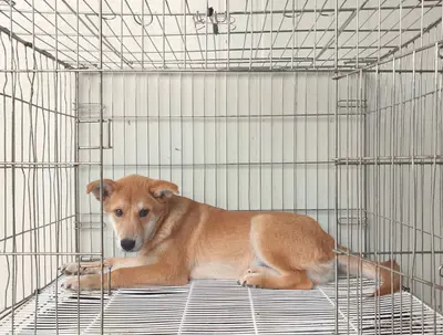 진도견 사진