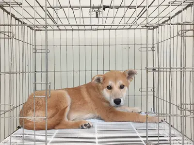 진도견 사진