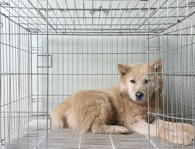 믹스견 사진