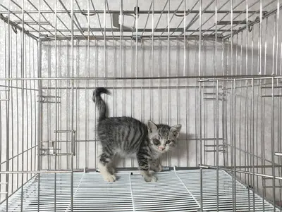 믹스묘 사진