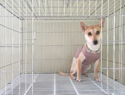 믹스견 사진
