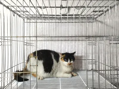한국 고양이 사진
