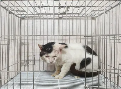 한국 고양이 사진