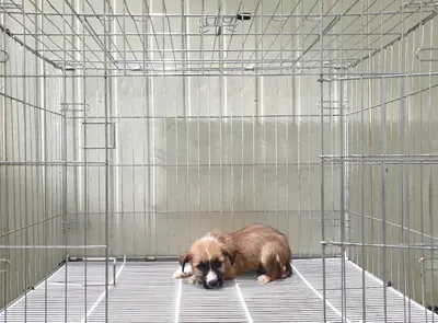 믹스견 사진