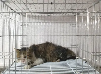 한국 고양이 사진