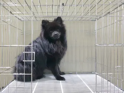 포메라니안 사진