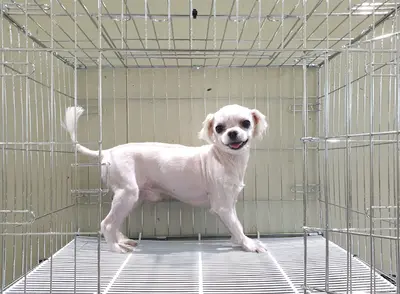 말티즈 사진