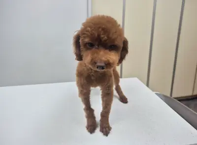 푸들 사진