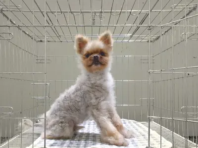 포메라니안 사진
