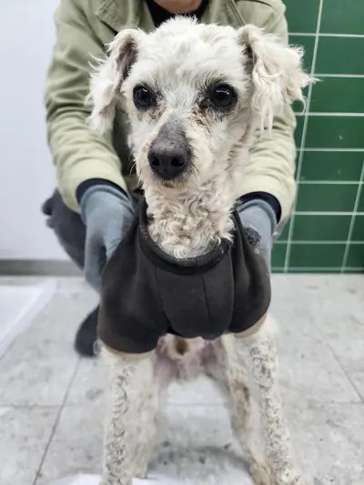 푸들 사진