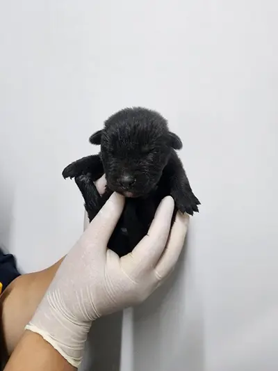 믹스견 사진