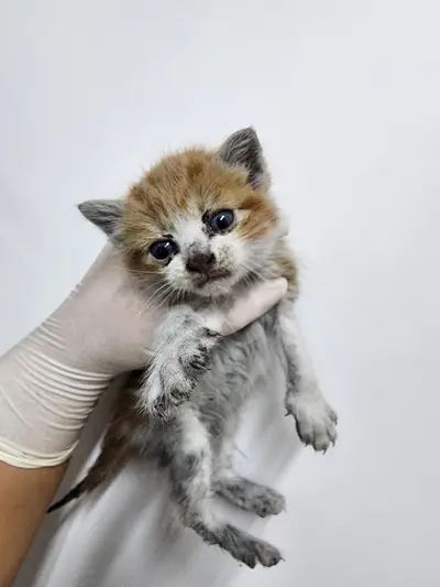 한국 고양이 사진