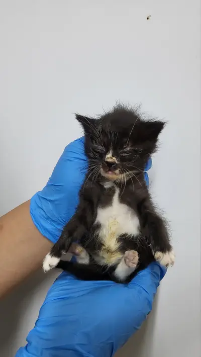 한국 고양이 사진