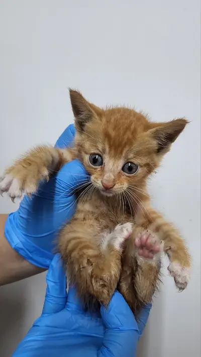 한국 고양이 사진