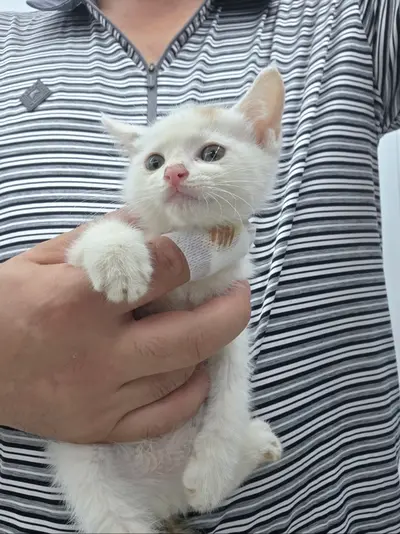 한국 고양이 사진