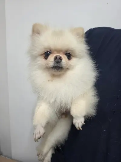 포메라니안 사진