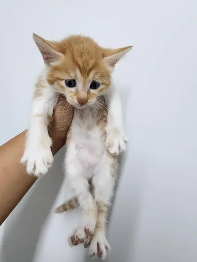 한국 고양이 사진
